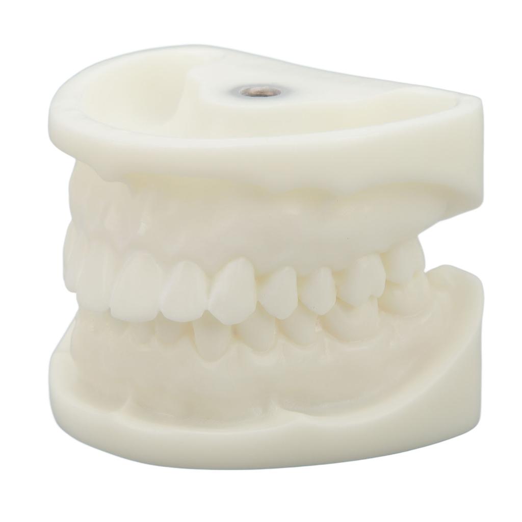 Tooth Model Educational Simulation White Corundum Dental Model for Teaching Study Supplies