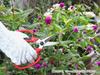 Gardening Sharp and precise blades for cutting thin stems and and even tying Ideal for all kinds of Gardening Shears shears twigs, strings.