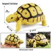 Cross-Border Children's Cognitive Amphibian & Reptile Tortoise Model Fish Tank Ornament Toy