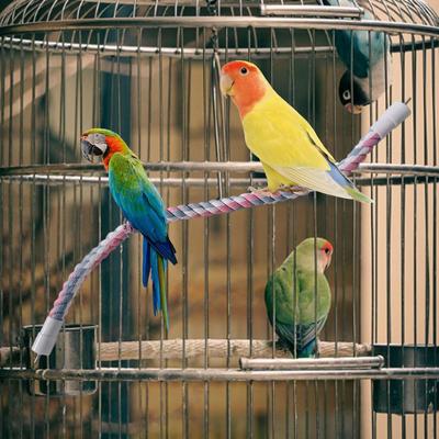 Swing Perch Stand for Parrots, Parakeets, Cockatoos, Lovebirds, Finches, Canaries And Macaws