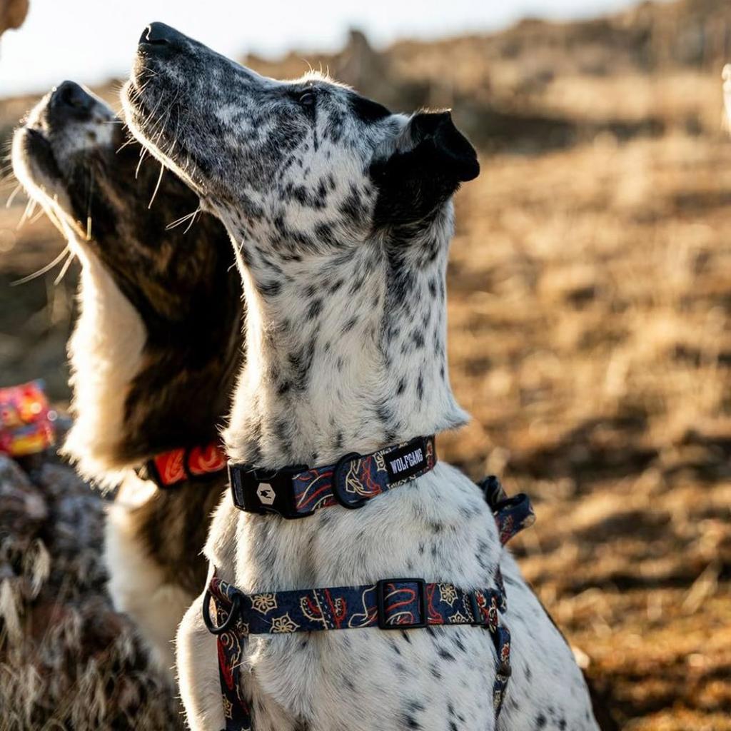 WOLFGANG Dawn Patrol Geschirr (M-Größe) 1,6 cm breit x 40-61 cm Brustumfang [Geschirr für mittelgroße Hunde]