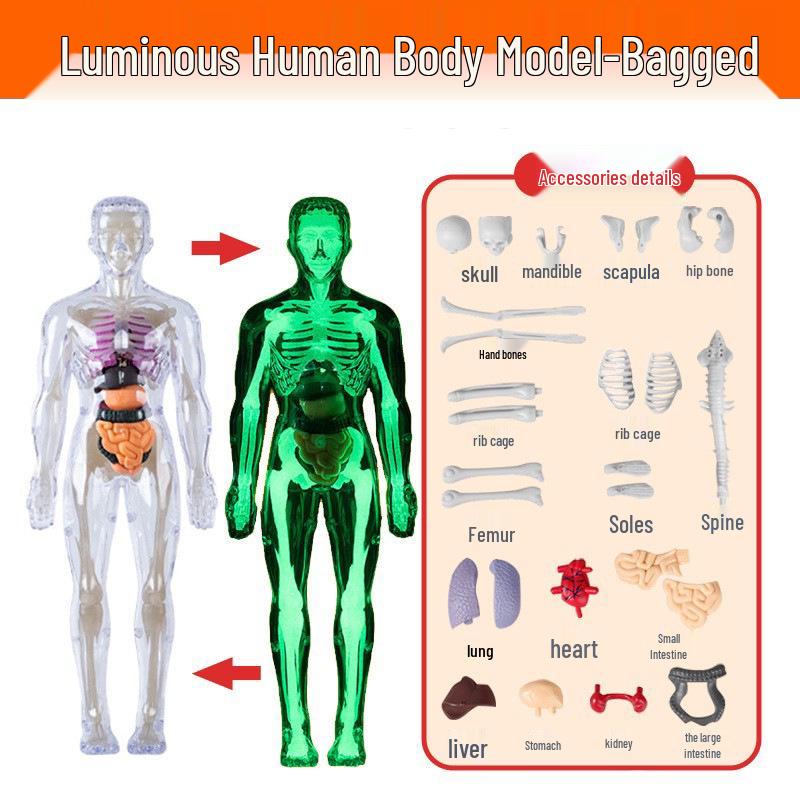 Children's Educational Human Anatomy Model - Skeleton & Organ Structure Toy for Medical Teaching