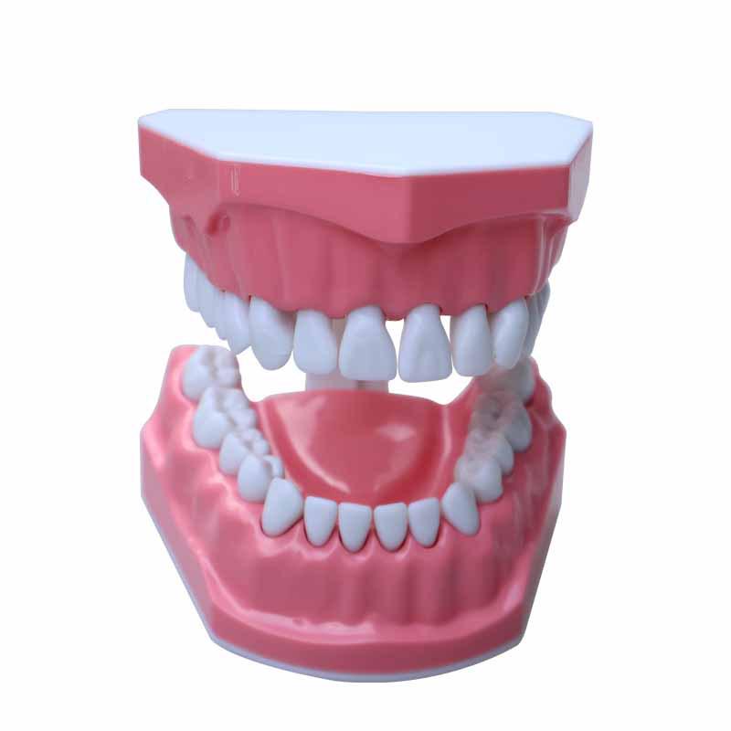 Dental Brushing Practice Model with 28 Teeth Gaps