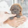 My Realistic Robot Puppy Electronic Interactive Pet Dog Cute Gifts Toys for Girls Kids