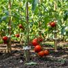Plant Support Clips Plastic Vine Ties for Home Tomato Cucumber Gardening Use