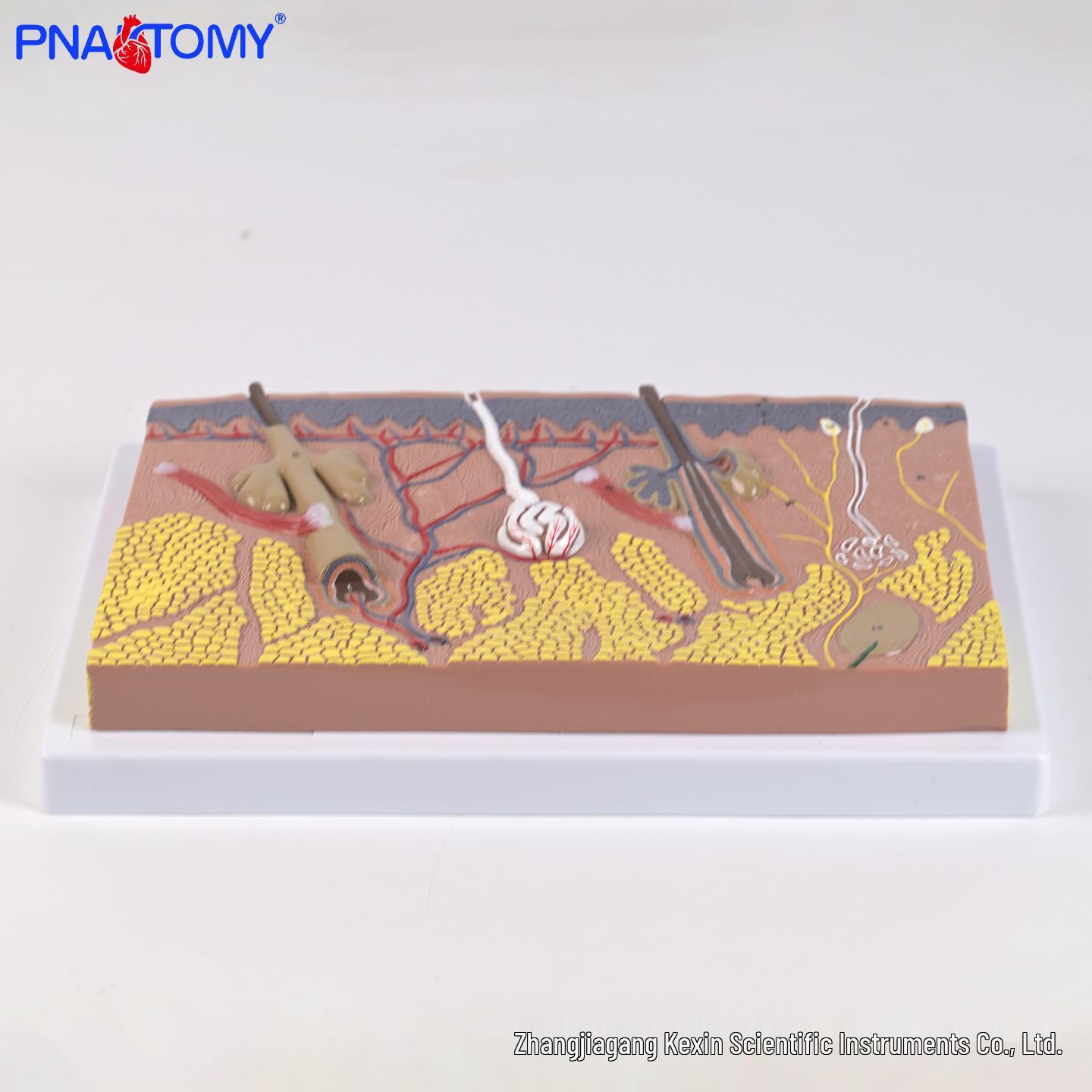 Layered Anatomical Model of Human Skin: Epidermis, Dermis, and Subcutaneous Tissue PNT-0553