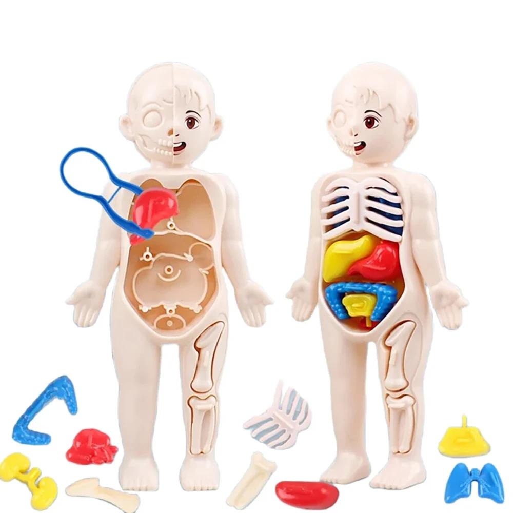 Montessori Toys Children Science Education Human Body Organ Anatomy Model Diy Assembled Medical Toys Teaching Tools Child Kids