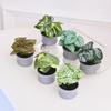 3/6PCS Set New DIY Artificial Potted Plant Mini Plastic Artificial Flower Bonsai Tabletop Landscape Home Display