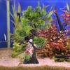 Pcs Aquarium Artificial Tree Fish Tank Decoration Plastic Fish Tank Landscaping Nament Pet Products Aquatic Accessories