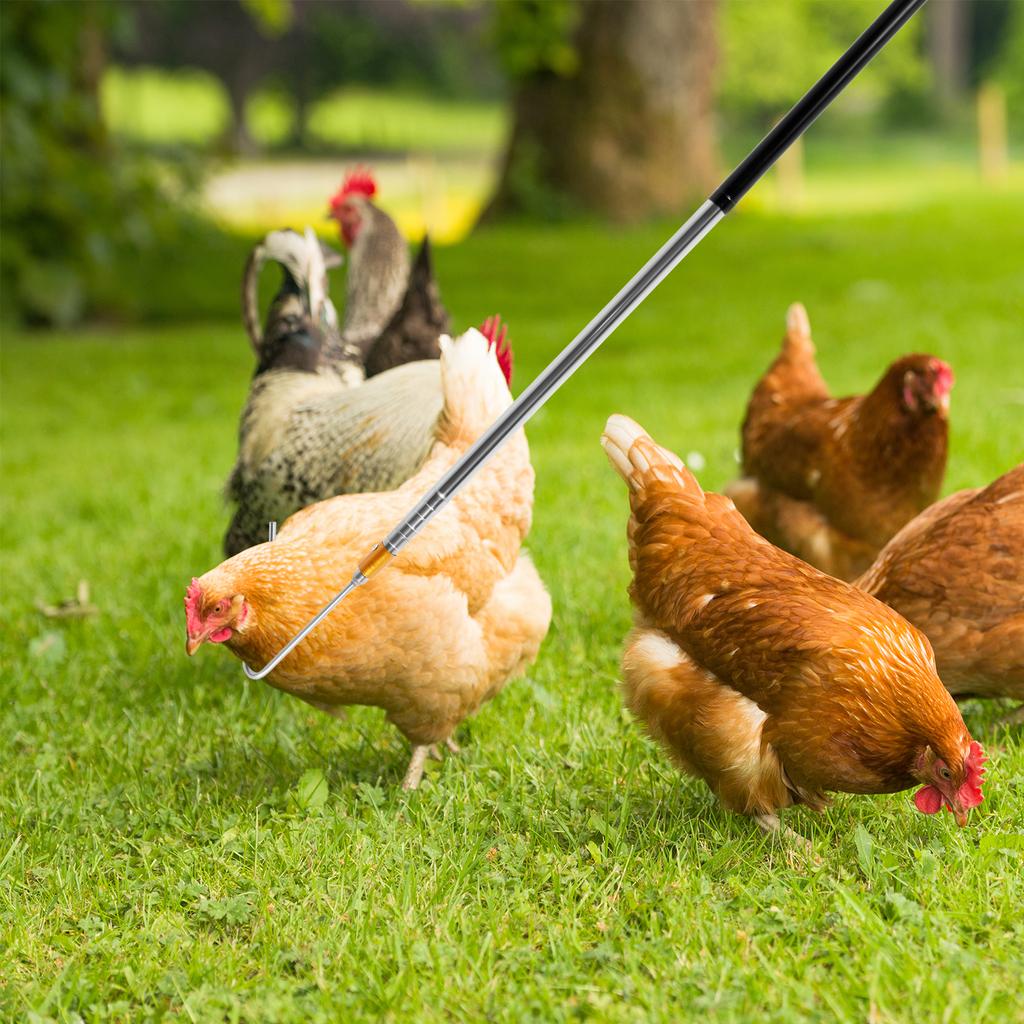 Telescopic Chicken Catcher Leg Hook Chicken Net Catcher with Non Slip Rubber Handle Can Withstand Small Chicken Catching Net