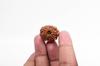 Natural 11 Mukhi Rudraksha Bead – Nepali Origin | Energized Bead for Lord Hanuman Blessings, Courage & Fearlessness | Organic & Lab Certified