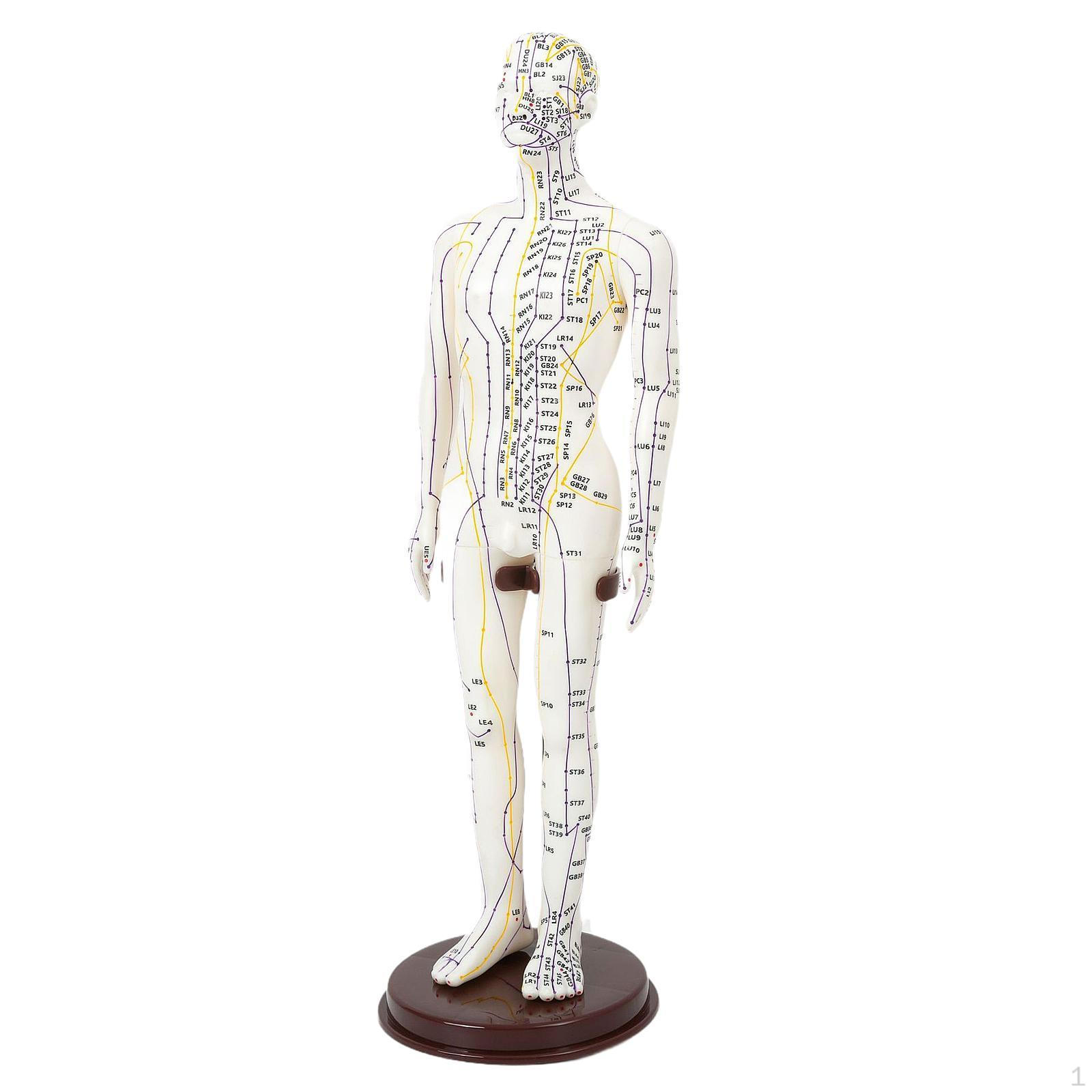 

20 Inch Acupuncture Model PVC Human Body Study Sculpture with Base