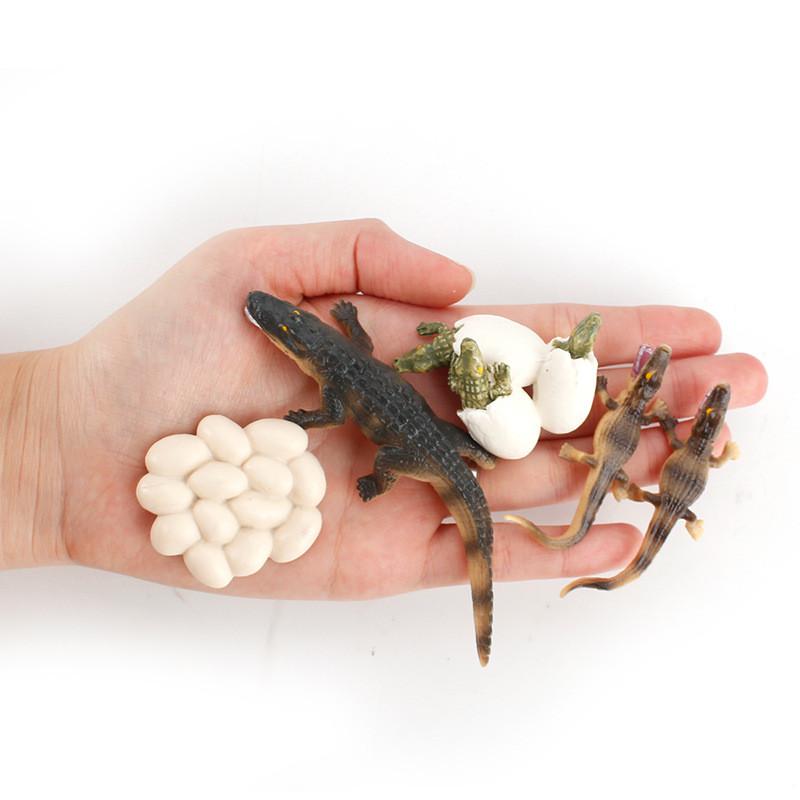 Crocodile Animal Life Cycle Model Pvc Toy For Educational Science Teaching And Display