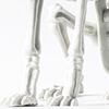 Event Party Decoration Animal Skeleton Skeleton Decoration Props