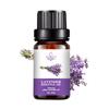 Rose Essential Oil - 10ML Aromatherapy Perfume Oil with 27 Fragrances