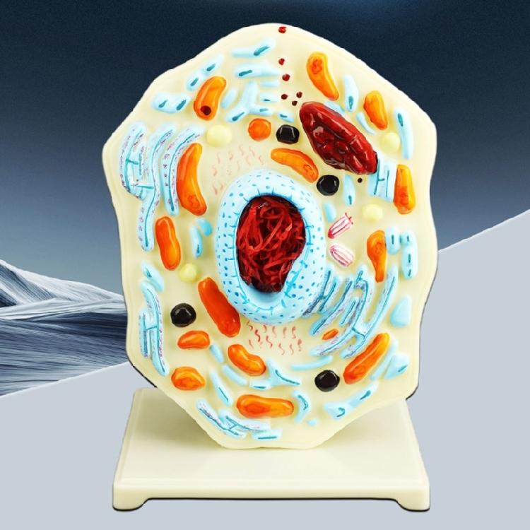 Cell Anatomy Model Nucleus Animal Cell Model Biology Science Model Biology Learning Aid for Classroom Display