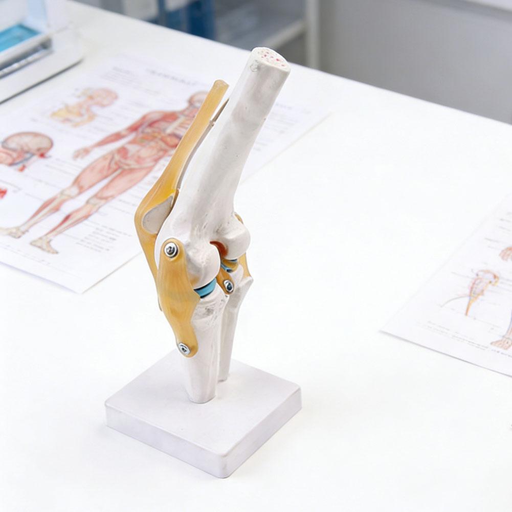 Anatomical Medical-Knee Joint Model Human Knee Joint Model For Students Human Bone Hobbyists,Clear Demonstration Tool bianco