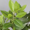 Large Artificial Fagraea Branches Realistic Fake Plants Pachira Branches  Wedding Decor