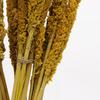 Dried Cantal Grass Bunch Amber Set of 6