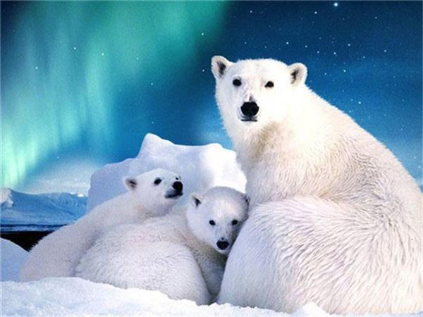 Full Square/round Diamond Painting Embroidery Polar Bear Home Decor Mosaic Cross Stitch Arctic Animal Wall Sticker