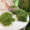Perfect for Micro Landscapes, Window Décor, and Design Layouts,Faux Moss Bionic Artificial Moss, Green Moss Micro Landscape