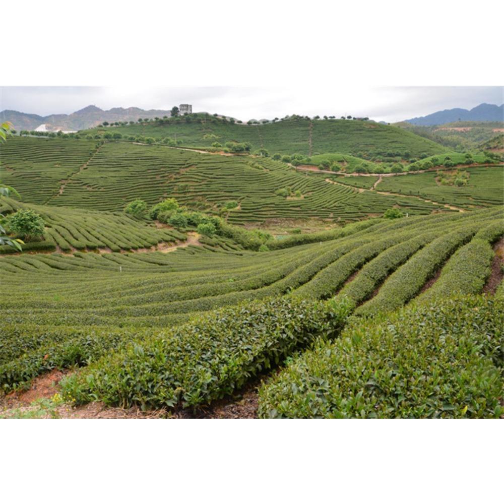 English Title (optimized for Joom, 143 characters): Premium Black Tea 250g Dian Hong Yunnan Red Tea Loose Leaf Strong Aroma Rich Taste