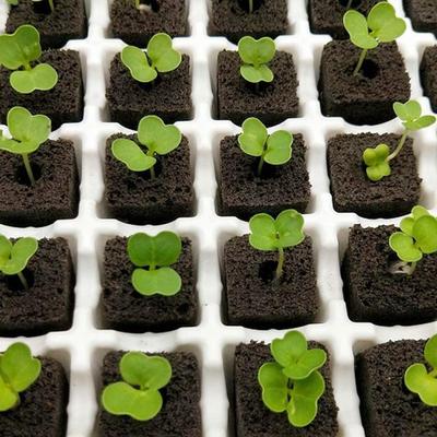Lot de 50 éponges de substrat de culture sans sol, respirantes, pour culture de semis, cubes de jardin pour sols hydroponiques, système hydroponique, jardinage