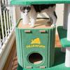 Dejia Wangfu Felt Cactus Cat Activity Center