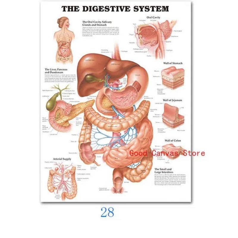 

Мышечная система Плакаты Анатомия Диаграмма Тело человека Холст Картина Печать Настенное искусство Школа Медицинские Образовательные Принадлежности 21cm×30cm NoFrame