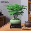 Asparagus Fern Indoor Bonsai – Easy-Care Evergreen for Home or Office Decor