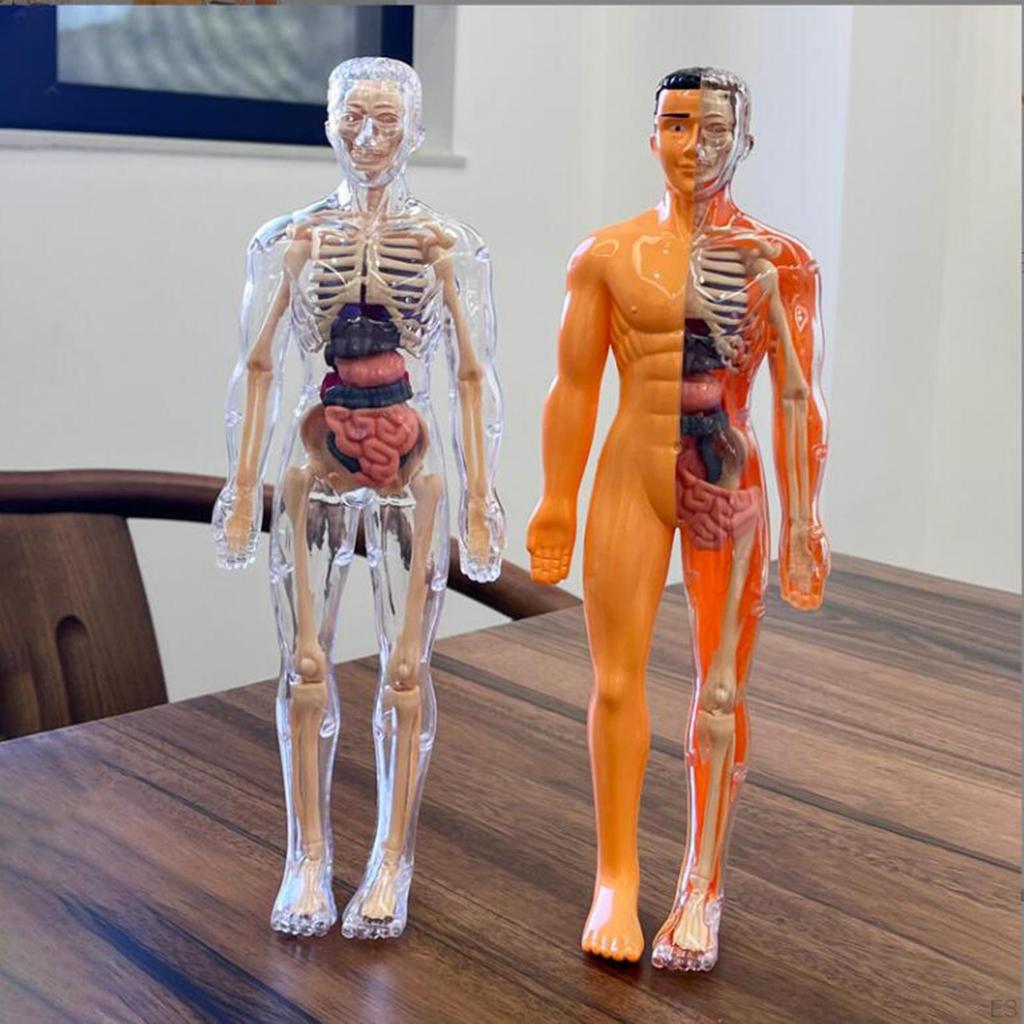 Biology Learning Aid Human Body Model with Organ Components for Children