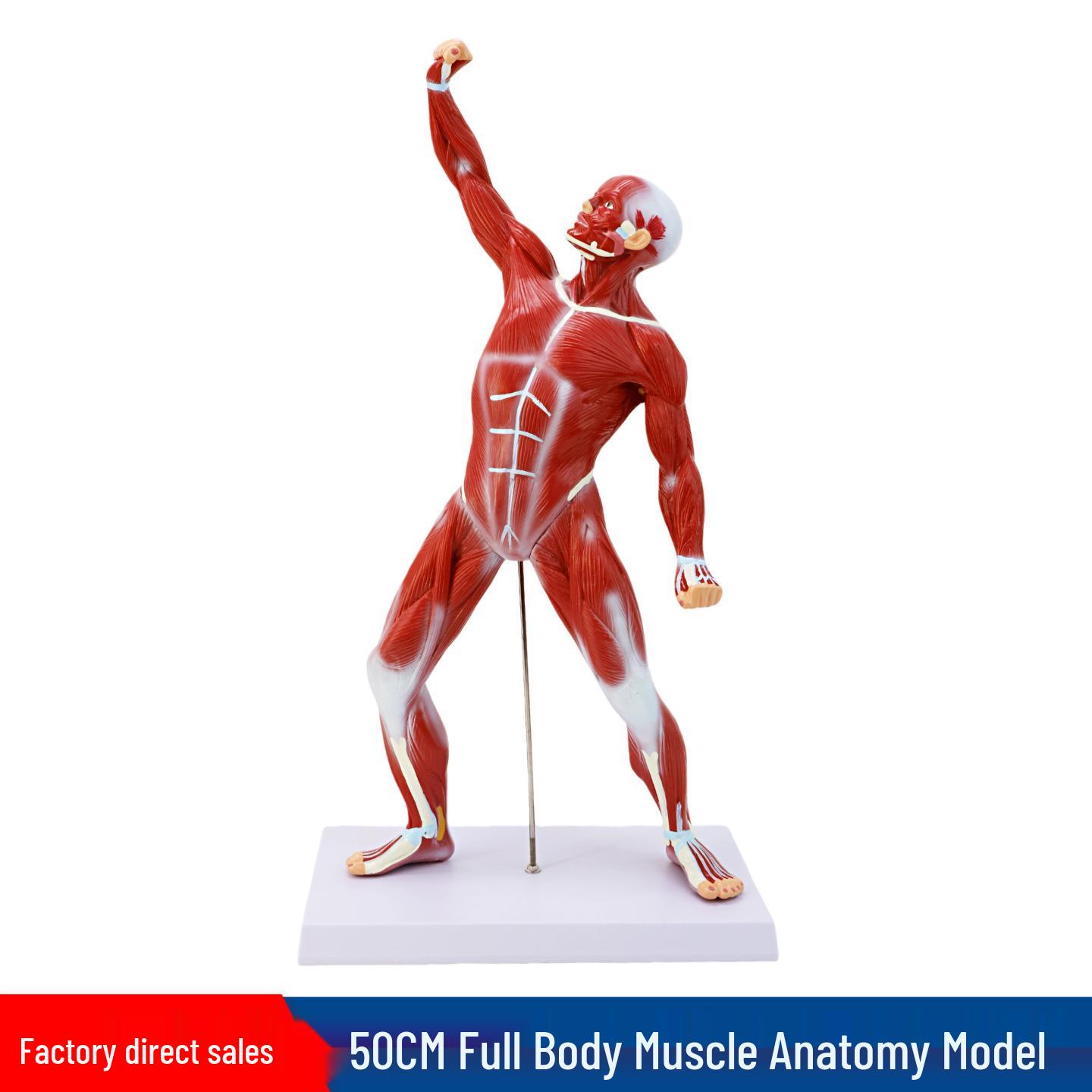 50CM Human Torso Muscle Anatomy Model