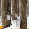 Maple Tapping Kit Reusable Non-Slip Food Grade 12-Piece Syrup Collection Extractor Tubes For Outdoor Backyard Garden School Home