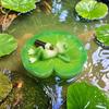 Garden Floating Frog Figurine Pond Frog Decoration Resin Drunken Frog Lying On Lily Pad Statue for Aquarium Pond Fish Tank