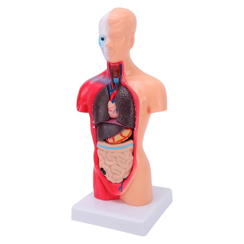 Human Body Anatomy Model 15 Removable Parts 11.02 Inch Human Torso Anatomical Model for School Medical Education Display