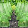Plant Cloches Cover Reusable Snail Collar Vegetables Growth Box From Insects Bird Plant Protection Plastic Covers Garden Tools