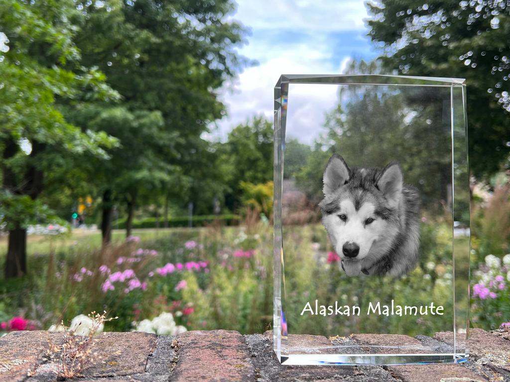 Alaskan Malamute – Crystal with a picture of a dog, photo in glass | Art-Dog