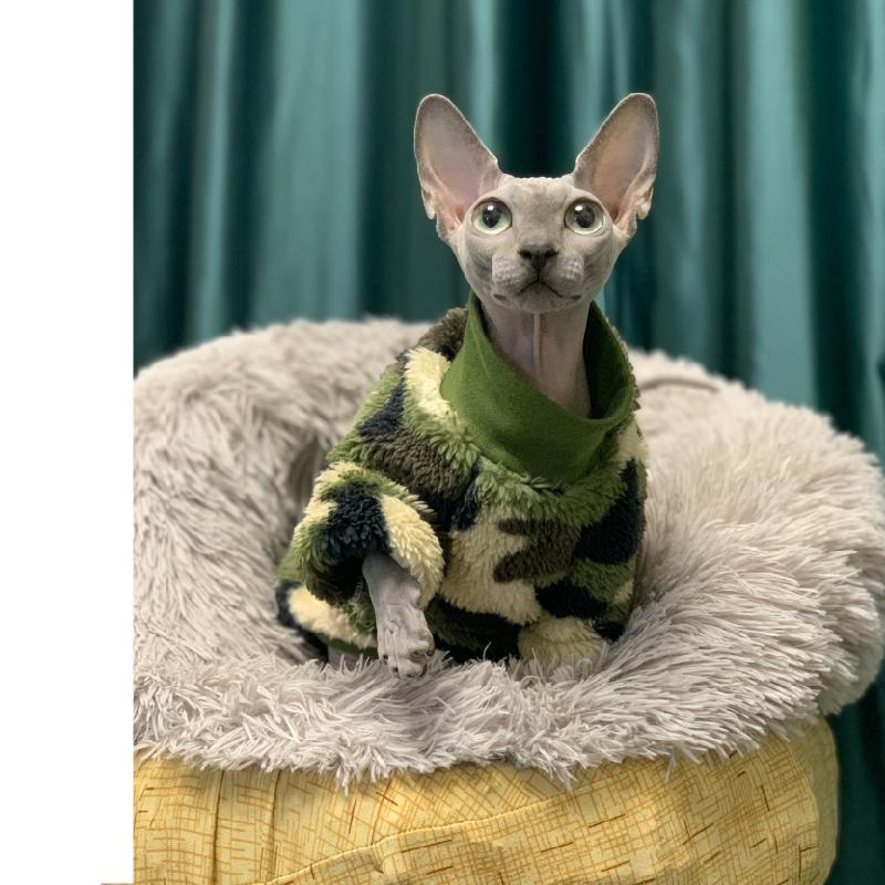 Frühlings Sphinx Katze Kleidung Armeegrün Haustier Hoodies für Sphynx Weiches Shirt Warmer Kätzchen Overall Devon Rex Herbst Kätzchen Outfit