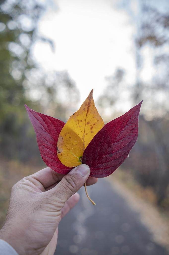 Tokina Single Focus Lens 23mm AF E Sony E Mount Format 641095 [Re-imported Model] Wide-angle ATX-M F1.4 A+ APS-C
