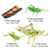 Oenux Simulation Luna Moth Salmon Butterfly Ants Life Growth Cycle Animals Model Action Figures Educational Miniature Kids Toy