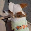 3D Shark Pet Costume for Small Dogs & Cats - Autumn/Winter & Halloween Wear