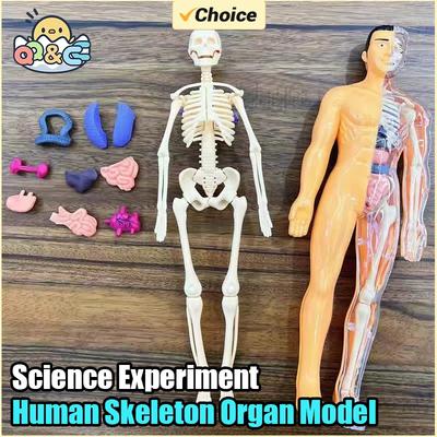 Netoxický 3D model lidského trupu Dětské DIY Sestavovací Puzzle Lidské tělo s odnímatelnými orgány Raná vědecká výchova Dítě Škola Lékařské Pro dítě