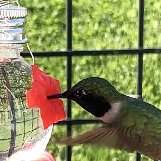 Hängender Kolibri-Futterspender Rund Klar Außen Kolibri-Wasserspender mit 3 Blütenöffnungen