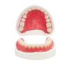 Krasada Make your own Denture temporary resin whitening oral care supplies Make your own dentures Drugstore Oral Care 2Pc dentures! materials, teeth,