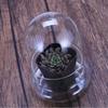 Clear Glass Dome with Airhole Glass Cloche Bell Jar with Base Home Tabletop Display Plant Flower Terrarium Container Home Decor
