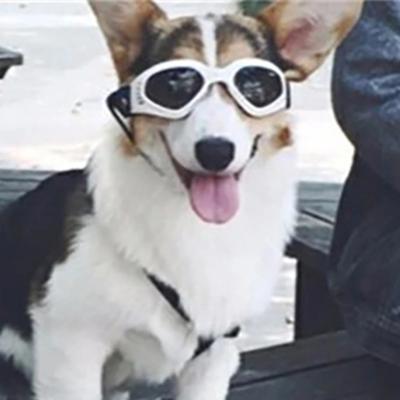 2025 Pet Sunglasses – Stylish UV Protection Goggles For Dogs & Cats With Puppy Eye Wear Decoration & Safety