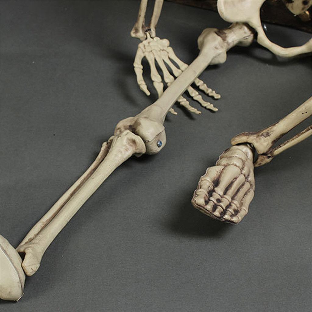 165cm/65in Life Size Human Skeleton Decoration - Full Body Halloween Skeleton Prop for House, Party, , Room