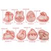 8 Pack Easter Cookie Molds Festive Cookie Cutters Easy To Use Baking Tools Baking Molds Perfect for DIY Baking Treats