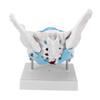 Pelvic Floor Anatomy Model Removable Colored Female Pelvis Model for Midwifery Teaching