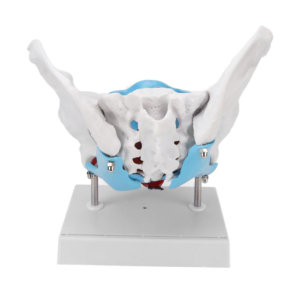 Pelvic Floor Anatomy Model Removable Colored Female Pelvis Model for Midwifery Teaching